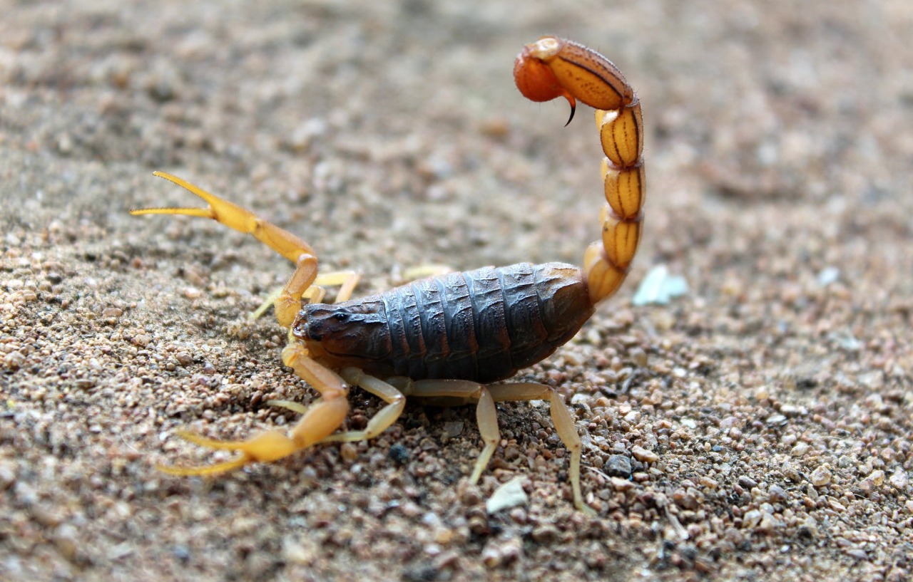 Verão: profissional alerta para cuidados com escorpião