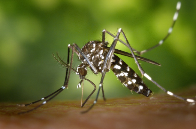 Sergipe registra queda no número de casos de dengue