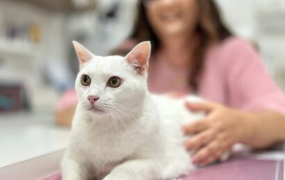 Cuidados e benefícios do convívio com felinos