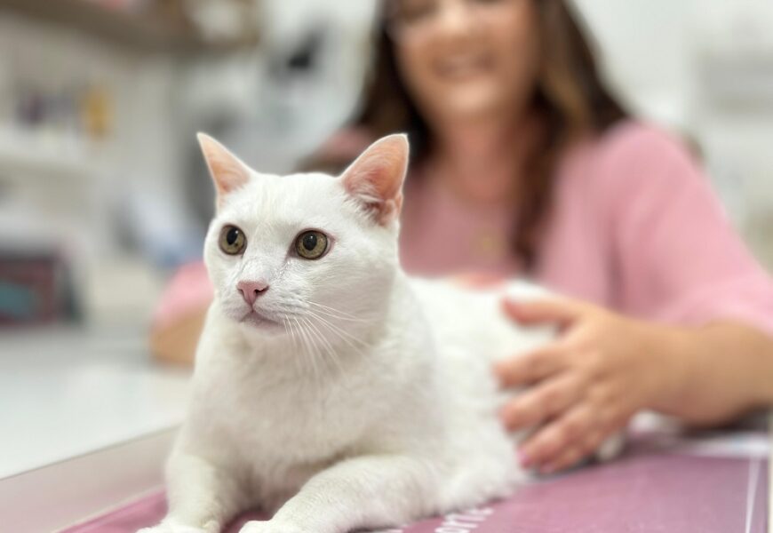 Cuidados e benefícios do convívio com felinos Cuidados e benefícios do convívio com felinos