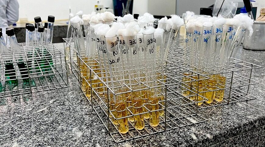 ITPS alerta para riscos à saúde ao ingerir água da chuva ITPS alerta para riscos à saúde ao ingerir água da chuva