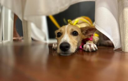 Aju Animal: Campanha de Adoção acontece neste final de semana no Shopping Riomar