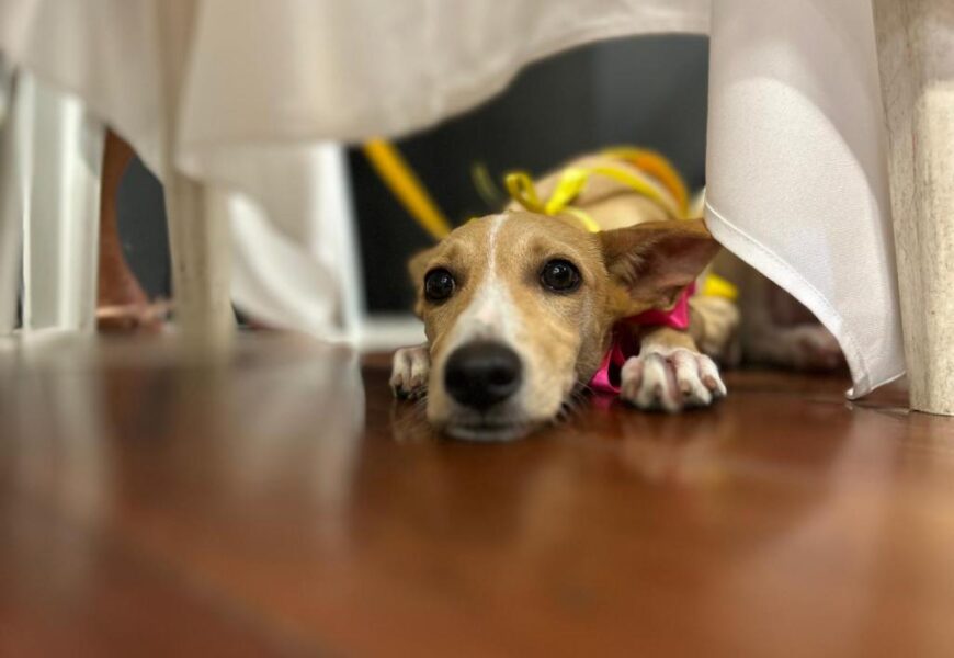 Aju Animal: Campanha de Adoção acontece neste final de semana no Shopping Riomar