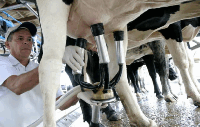 Pesquisa desenvolveu métodos inovadores para redução de lactose no leite
