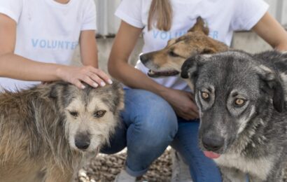 Campanha Julho Dourado: conscientização sobre o bem-estar animal