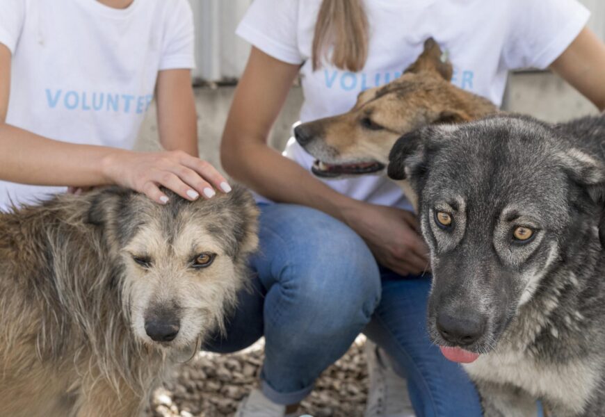 Campanha Julho Dourado: conscientização sobre o bem-estar animal
