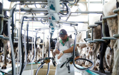 Governo de Sergipe fortalece produção leiteira e impulsiona a agropecuária no estado